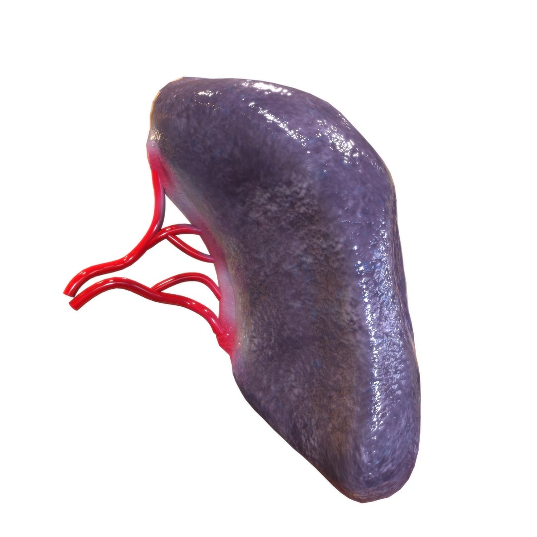 3D female internal organs https://p.turbosquid.com/ts-thumb/Lk/ctx6ja/Xtt8izSQ/spleen/jpg/1586481700/1920x1080/fit_q87/e641d9f9b6b9c3c31aefdc75cd056c9e776ab36b/spleen.jpg