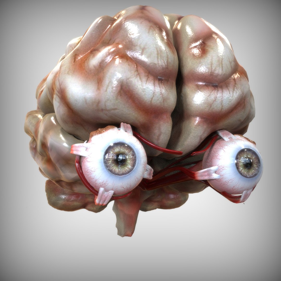 3D female internal organs https://p.turbosquid.com/ts-thumb/Lk/ctx6ja/pDnYQar1/view1/jpg/1586481751/1920x1080/fit_q87/66e2145cc3cfafa28423c9b9a5096a933da67db5/view1.jpg