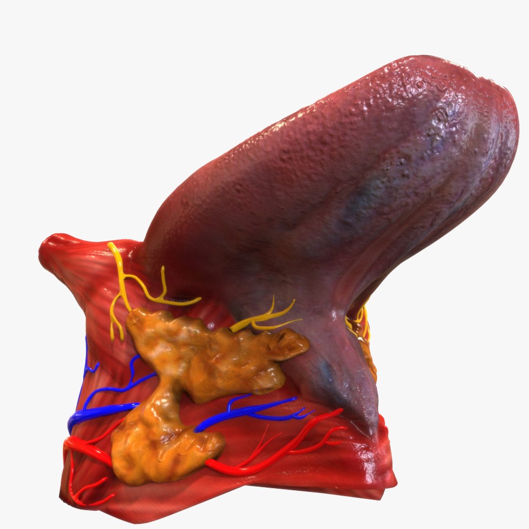 3D female internal organs https://p.turbosquid.com/ts-thumb/Lk/ctx6ja/r5JC5wUd/signature_view/jpg/1586481790/1920x1080/fit_q87/51f2c5f9627e98365a93cd8db9b031220f26850d/signature_view.jpg