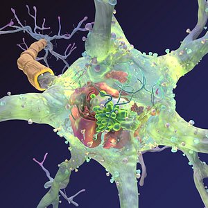 Neuron