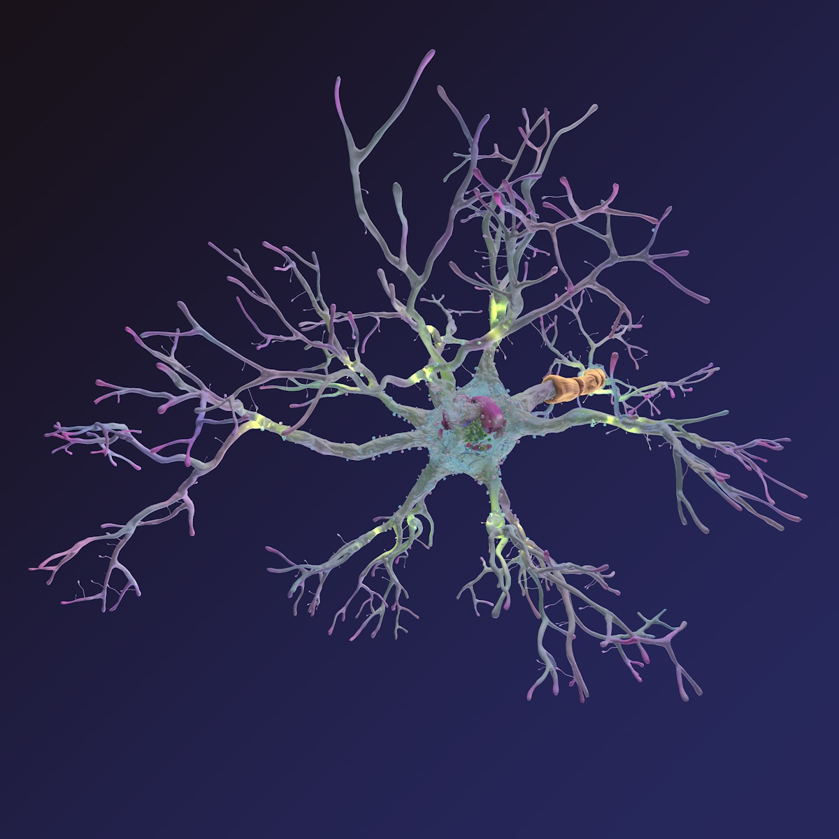 neuron synapses myelin 3d model