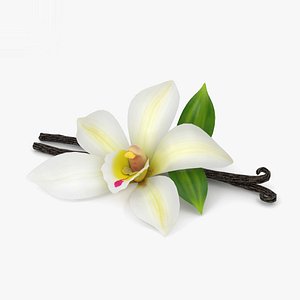 vanilla flower 3D