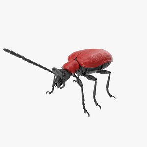 Scarlet lily beetle 3D model