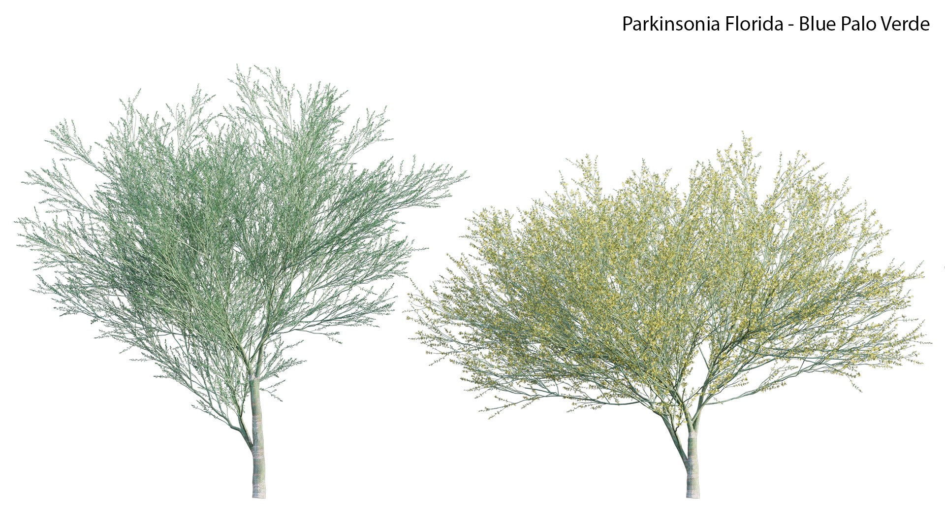3D Parkinsonia Florida - Blue Palo Verde model https://p.turbosquid.com/ts-thumb/Ll/7JhBgv/JM/3dtree_parkinsoniaflorida_01_01/jpg/1657170691/1920x1080/fit_q87/83bfef5b97f549d33fafd0d215aeb4bc97ccc303/3dtree_parkinsoniaflorida_01_01.jpg