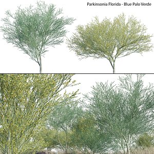 3D Parkinsonia Florida - Blue Palo Verde model