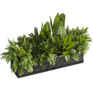 3D model plant vol 1009 - banana - fern - box