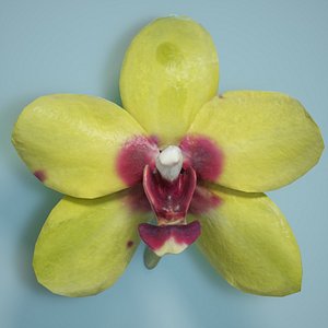 3d orchid flower model