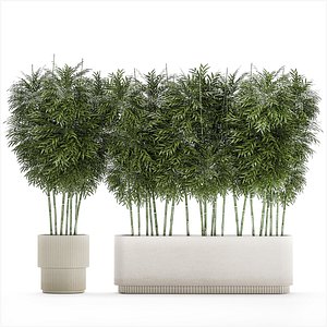 Beautiful plant bush Bamboo in pots 1354 3D model