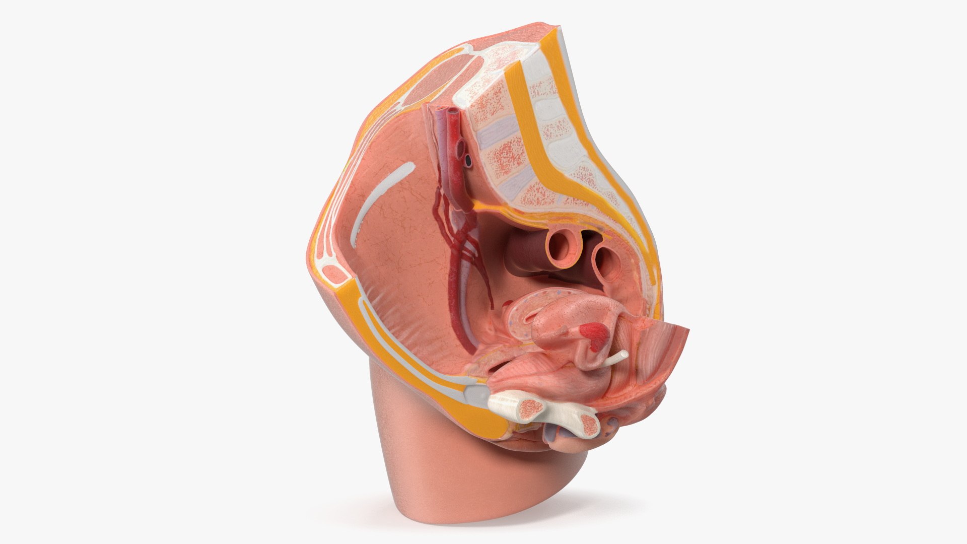 Medical Model of Female Pelvis Cross Section 3D model preview