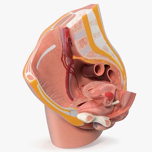 Medical Model of Female Pelvis Cross Section 3D model