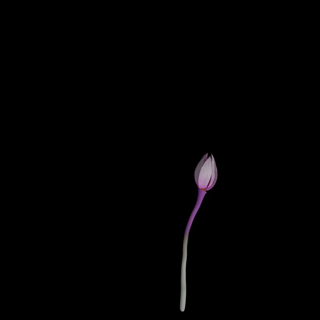 3D model flowers open animation https://p.turbosquid.com/ts-thumb/Ll/T1sAX3/0QmCv3lj/06/jpg/1593948880/1920x1080/fit_q87/65cbcdfd5b3d3032807792d3b81bdb348609092e/06.jpg