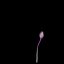 Colchicum Autumnale