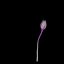 Colchicum Autumnale