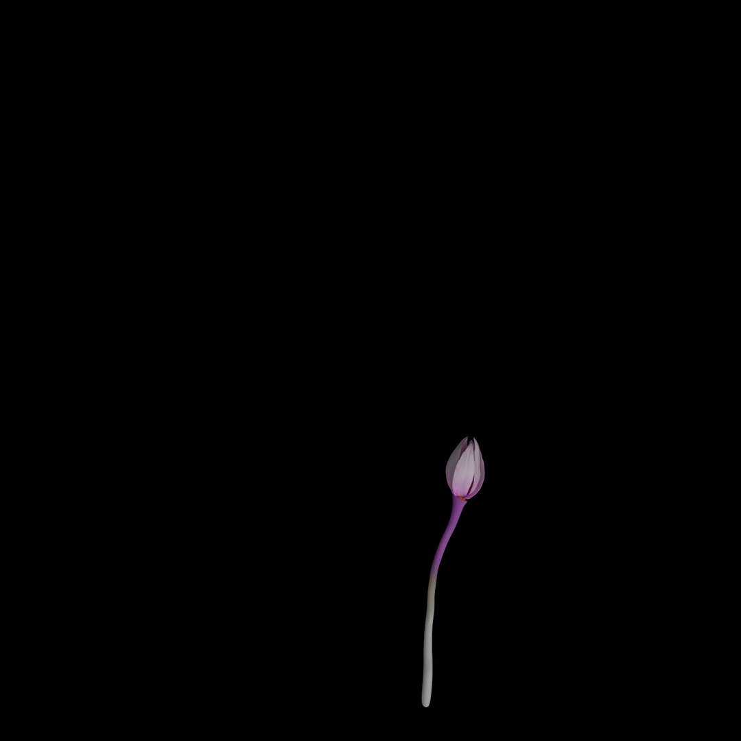 3D model flowers open animation https://p.turbosquid.com/ts-thumb/Ll/T1sAX3/HbdNz4O3/05/jpg/1593948866/1920x1080/fit_q87/a23a7be2bcdcf11c4c9503db5b44c2a2958b9a83/05.jpg