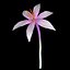 Colchicum Autumnale