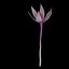 Colchicum Autumnale