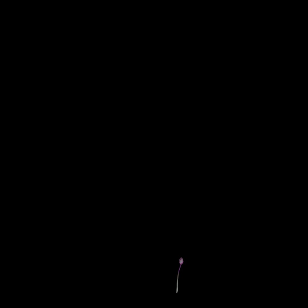 3D model flowers open animation https://p.turbosquid.com/ts-thumb/Ll/T1sAX3/yTCgBnRK/04/jpg/1593948852/1920x1080/fit_q87/37ee4200c03ef0a0ff52a24bd2bf587f6c56e549/04.jpg