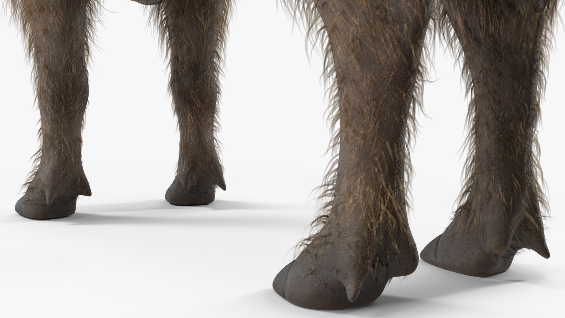 3D South African Wild Boar Standing Pose Fur - TurboSquid 2215094