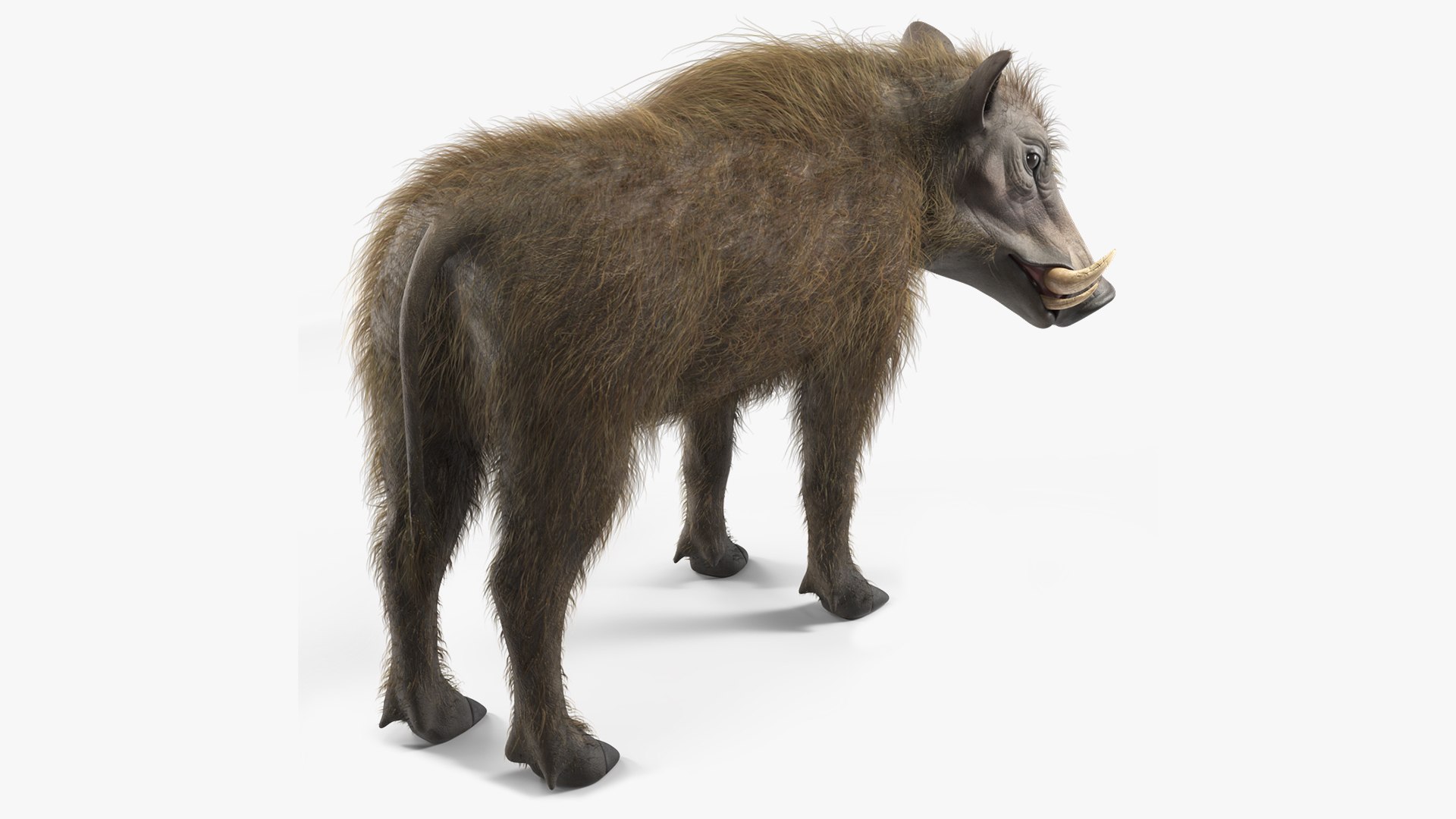 South African Wild Boar Standing Pose Fur 3D model preview