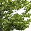 3D Plane-tree Platanus Acerifolia V4