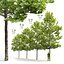 3D Plane-tree Platanus Acerifolia V4