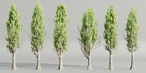 Poplar trees collection vol 145-Blender-3dmodel