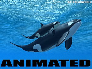 orca mother and calf