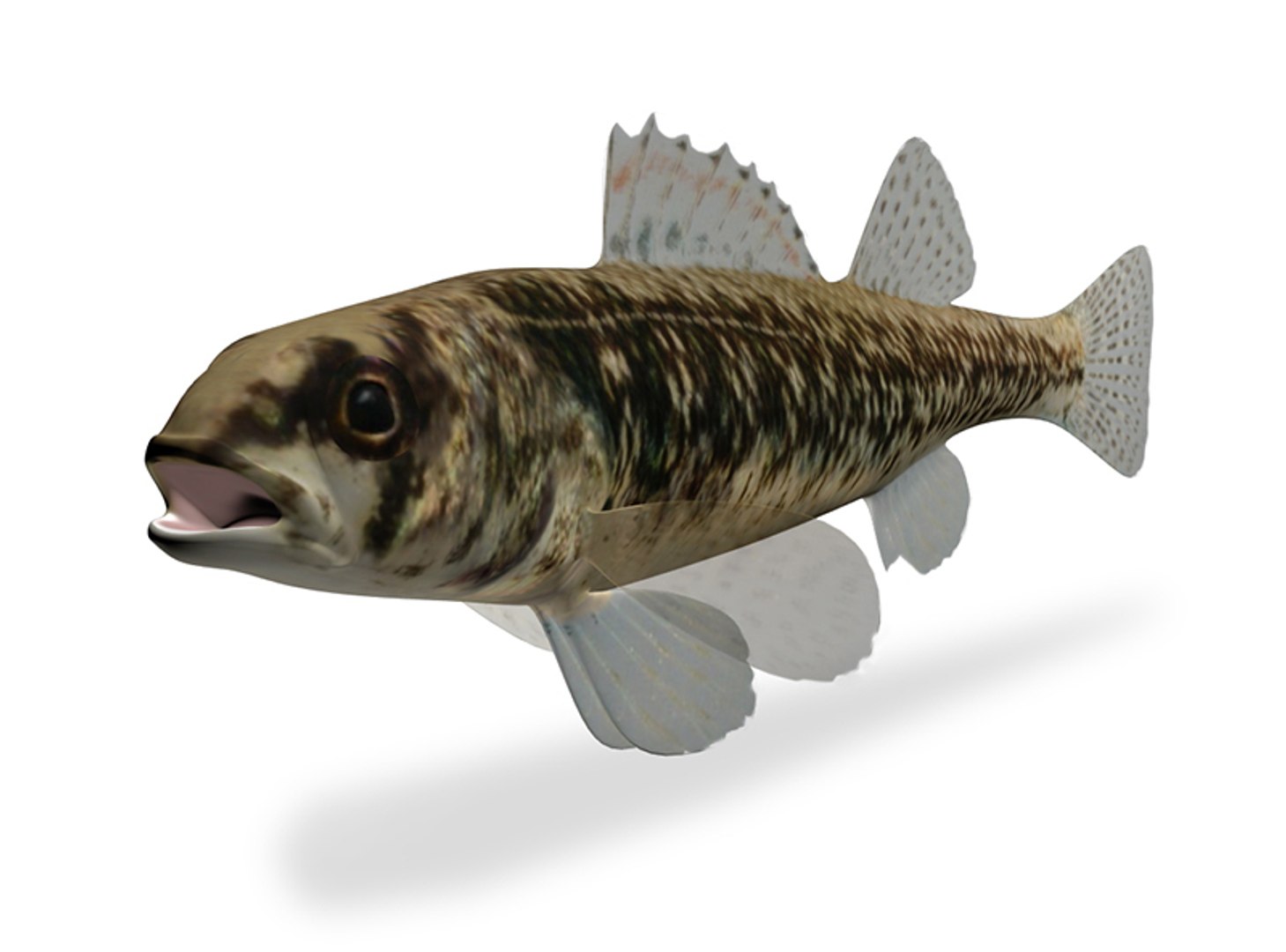 maya etheostoma exile iowa darter https://p.turbosquid.com/ts-thumb/Ll/wRW3V9/Ss2qZ7XK/2/jpg/1434910170/1920x1080/fit_q87/bd6ebd070429b02d10a2399bd201382eec2fc031/2.jpg