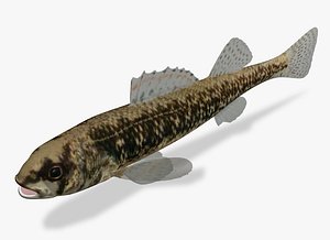 Etheostoma exile Iowa Darter Female