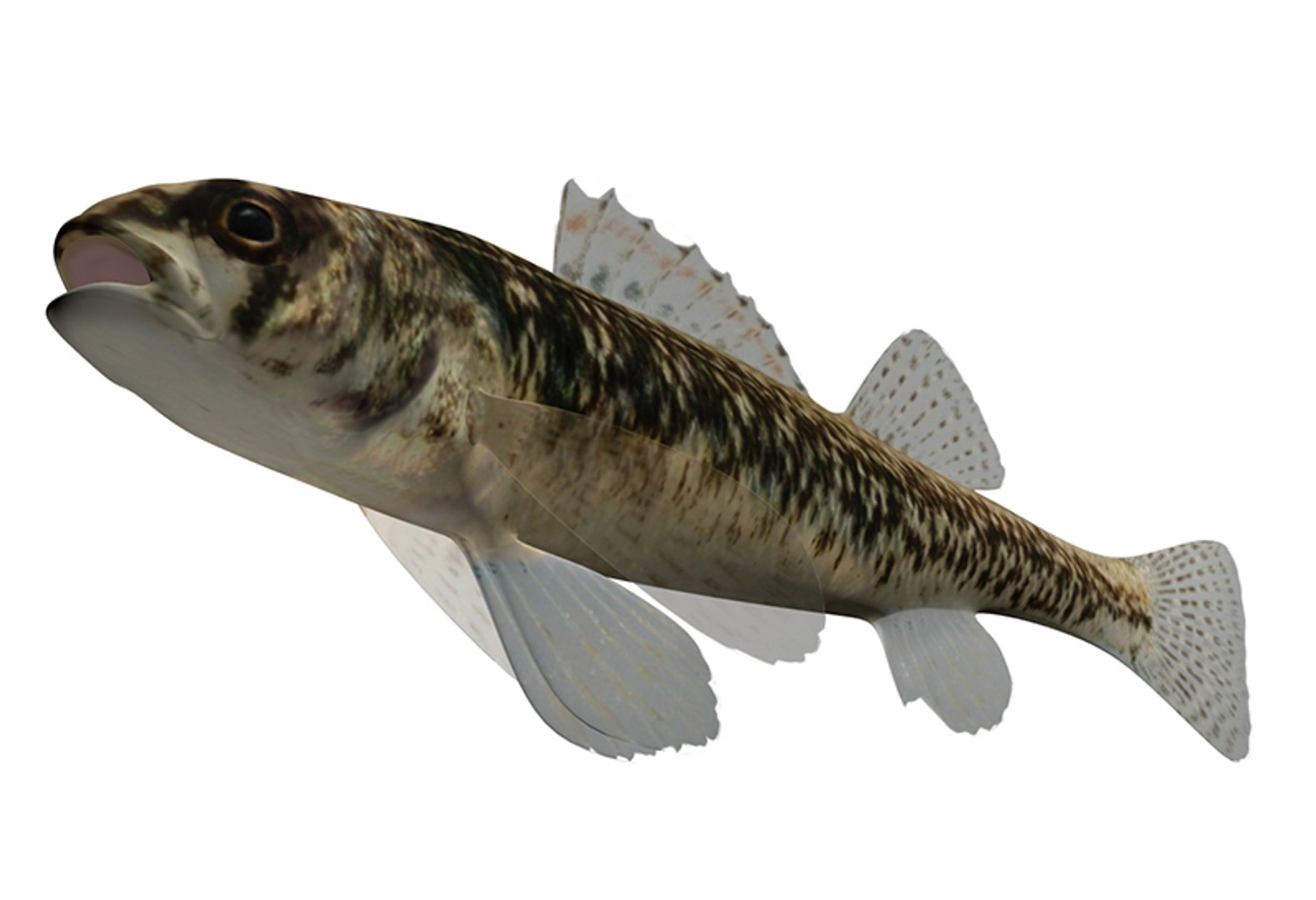 maya etheostoma exile iowa darter https://p.turbosquid.com/ts-thumb/Ll/wRW3V9/jDGcOcxc/3/jpg/1434910170/1920x1080/fit_q87/99834df8903e3ac042a4b1a142df2779ba2bad47/3.jpg