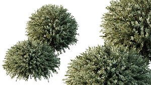 AV17 sets of unique and high-quality bushes with more than 90 different bushes at exceptional prices model