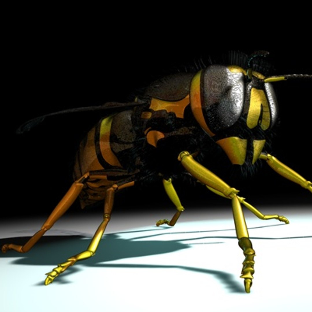 3d vespula vulgaris https://p.turbosquid.com/ts-thumb/Lm/F3sIXS/0tA2TFzT/newwasp02b/jpg/1279889063/1920x1080/fit_q87/d09a5b4d99ee8b93faaef117e4f94af64567d2d9/newwasp02b.jpg
