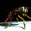 Vespula Vulgaris