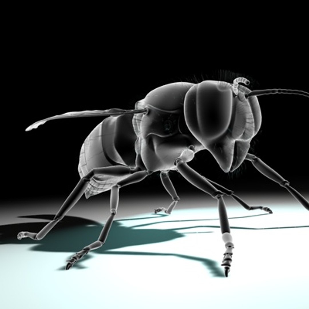 3d vespula vulgaris https://p.turbosquid.com/ts-thumb/Lm/F3sIXS/4lTtbLki/newwasp03c/jpg/1279889063/1920x1080/fit_q87/5211318c7fb4f7ff621110abef0747b7b95409d5/newwasp03c.jpg