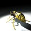 Vespula Vulgaris
