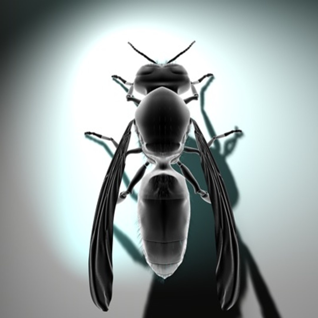 3d vespula vulgaris https://p.turbosquid.com/ts-thumb/Lm/F3sIXS/6hlh8JQd/newwasp04a/jpg/1279889063/1920x1080/fit_q87/49c94f0e2a56516e0e70d9690400ec7fc66bda9c/newwasp04a.jpg