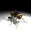 Vespula Vulgaris