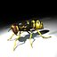 Vespula Vulgaris