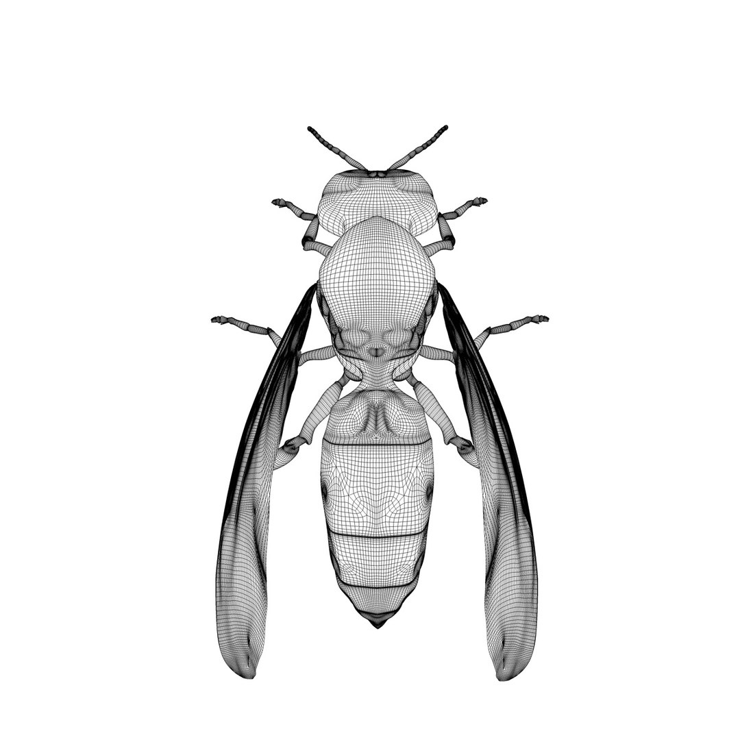 3d Vespula Vulgaris