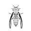 Vespula Vulgaris