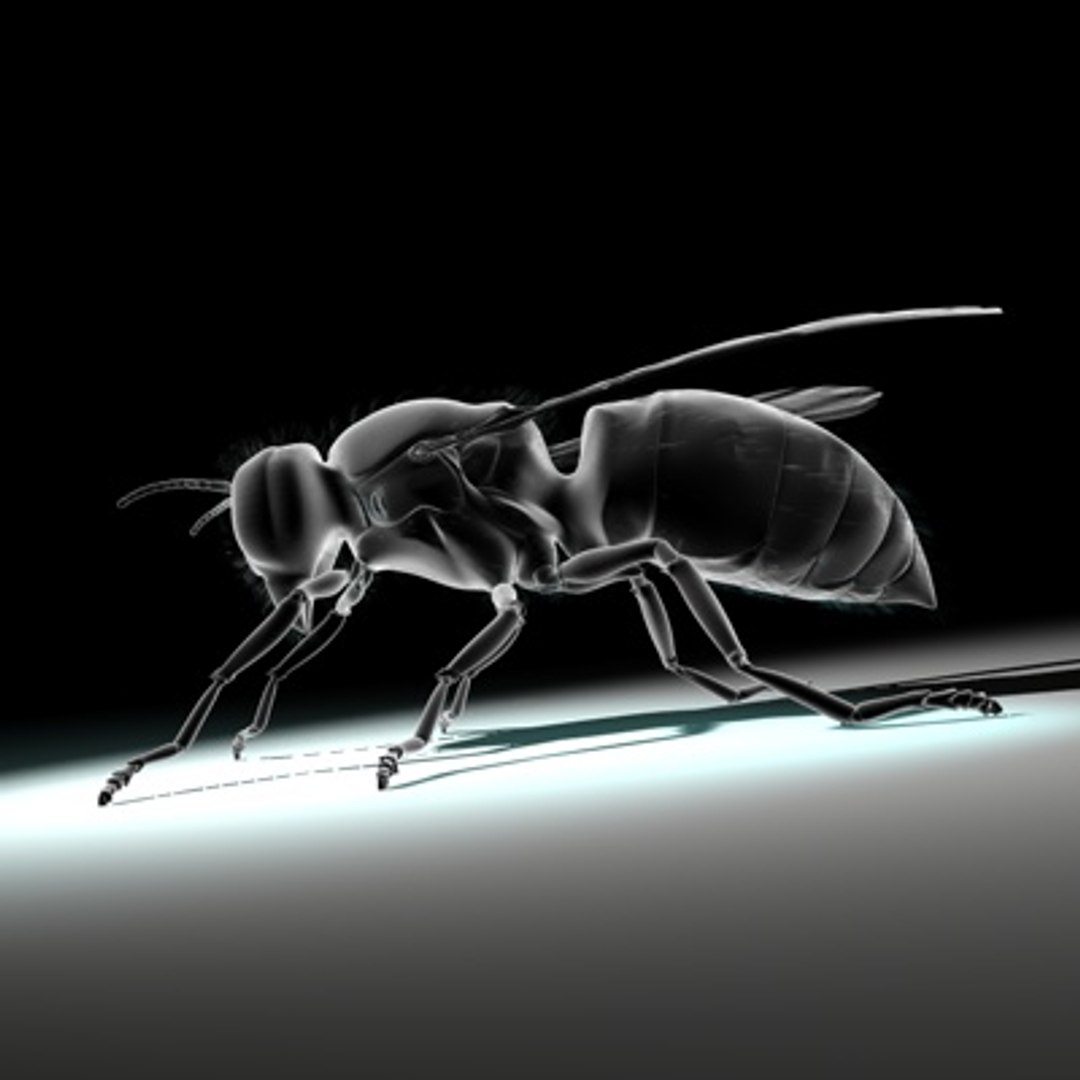 3d vespula vulgaris https://p.turbosquid.com/ts-thumb/Lm/F3sIXS/Ue3PC6B7/newwasp03a/jpg/1279889063/1920x1080/fit_q87/5833801c2ad863cb82eae62373645829c6729985/newwasp03a.jpg