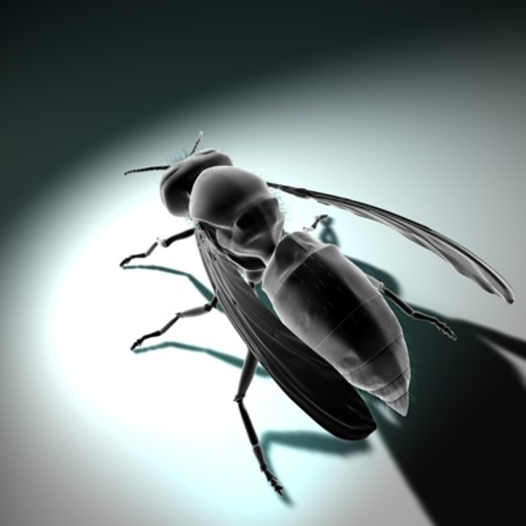 3d vespula vulgaris https://p.turbosquid.com/ts-thumb/Lm/F3sIXS/nyCP9LXC/newwasp03d/jpg/1279889063/1920x1080/fit_q87/37e27b2a0173b45b145016fc421cd6c781ef31ff/newwasp03d.jpg