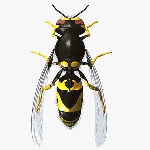 3d vespula vulgaris