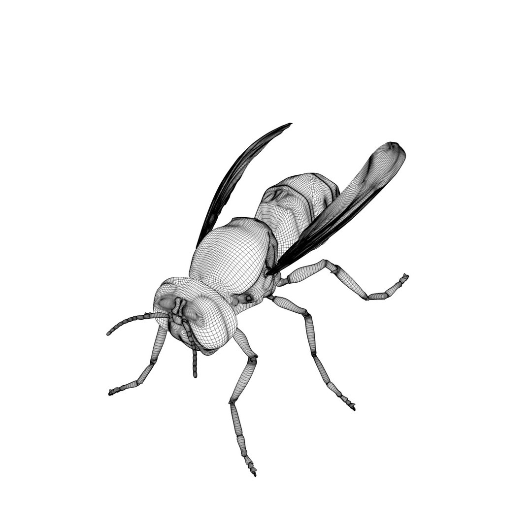 3d vespula vulgaris https://p.turbosquid.com/ts-thumb/Lm/F3sIXS/pyud0PF3/vespulavulgarisv2gfcmwire01c/jpg/1317736822/1920x1080/fit_q87/7967edafdf18fb2659491f70efe3f523dd355c03/vespulavulgarisv2gfcmwire01c.jpg