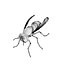 Vespula Vulgaris