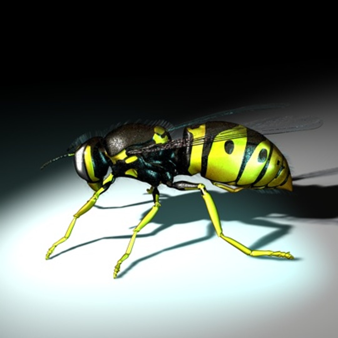 3d vespula vulgaris https://p.turbosquid.com/ts-thumb/Lm/F3sIXS/saNGattV/newwasp01c/jpg/1279889063/1920x1080/fit_q87/34eb46317bccb9302aabc0d2515e0ae748ccd962/newwasp01c.jpg
