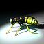 Vespula Vulgaris
