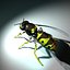 Vespula Vulgaris