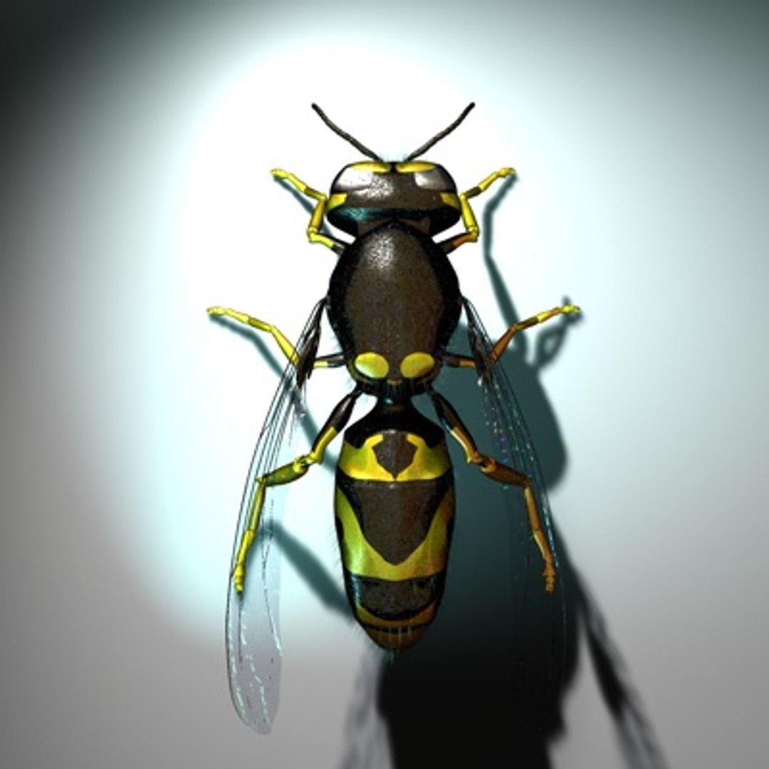 3d vespula vulgaris https://p.turbosquid.com/ts-thumb/Lm/F3sIXS/v6cfkyxk/newwasp01a/jpg/1279889063/1920x1080/fit_q87/4d12d293d7bc5efc0a0983e0d3cc564b836e372c/newwasp01a.jpg