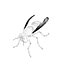 Vespula Vulgaris